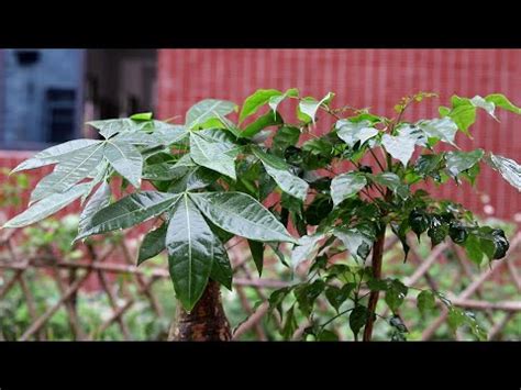 路沖擋煞植物|專家推薦：最強擋煞植物